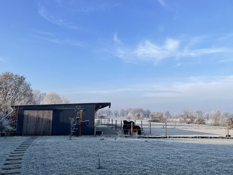 Paddockbox/Offenstallplatz in Warsingsfehn