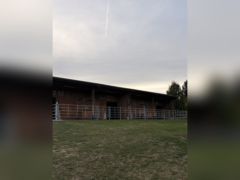Paddock/Offenstall