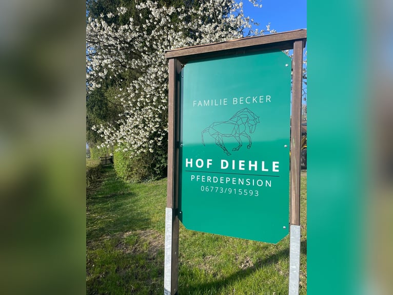 Pferdeboxen frei - Hof Diehle -Pensionsstall 