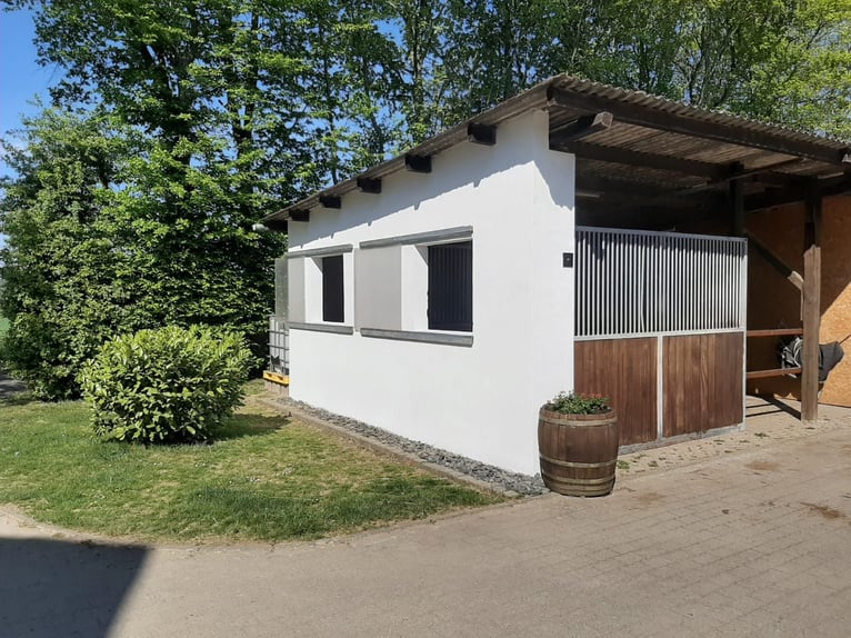 Pferdeboxen frei - Hof Diehle -Pensionsstall 