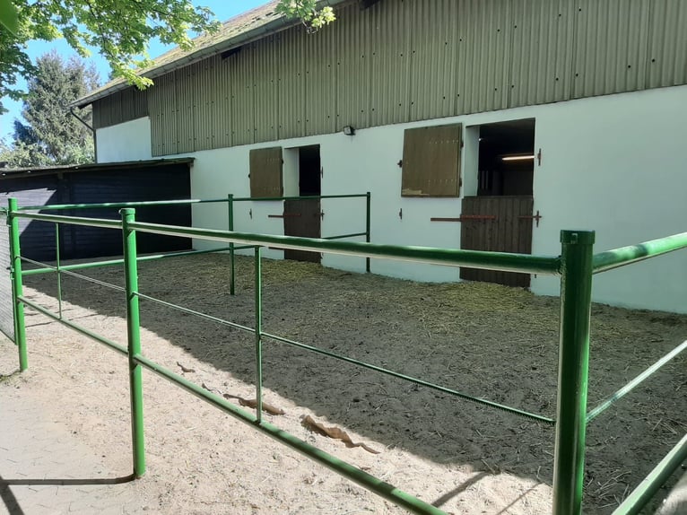 Pferdeboxen frei - Hof Diehle -Pensionsstall 