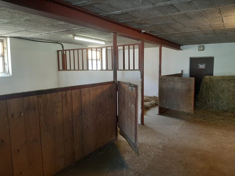 Pferdeboxen frei - Hof Diehle -Pensionsstall 
