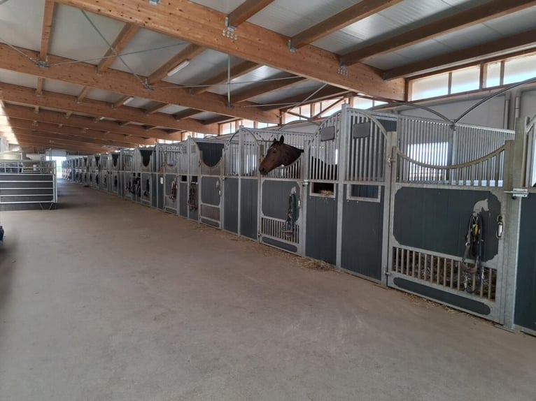 Pferdeparadies Deluxe