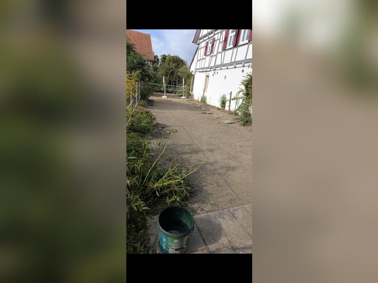 Platz für Shetty frei 