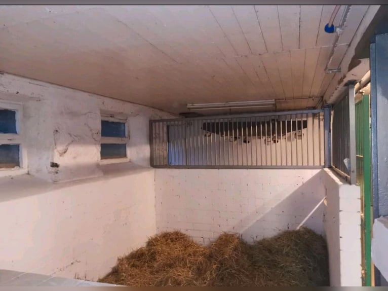 Privater Stall hat 3 Freie Boxen mit ganztägig Paddock Pferd Pony Rentner Rehe geeignet