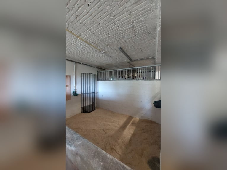 Privater Stall hat 3 Freie Boxen mit ganztägig Paddock Pferd Pony Rentner Rehe geeignet
