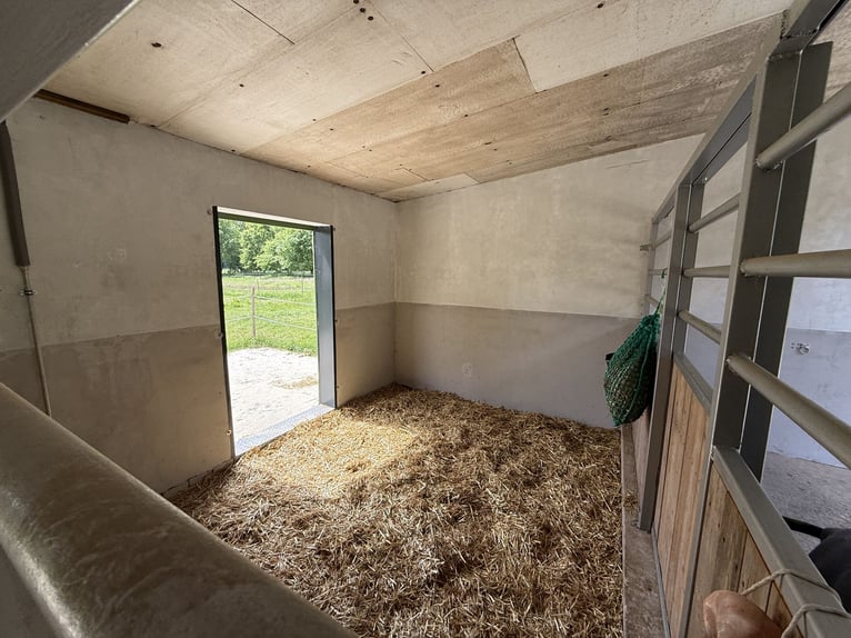 Rentnerplatz, Pony- Pferdebox, Einstellplatz, Stutenstall