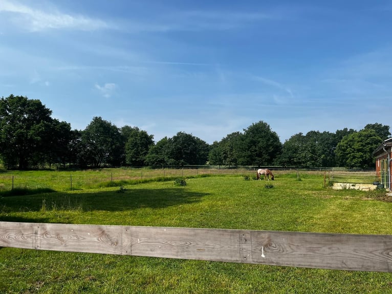 Rentnerplatz, Pony- Pferdebox, Einstellplatz, Stutenstall