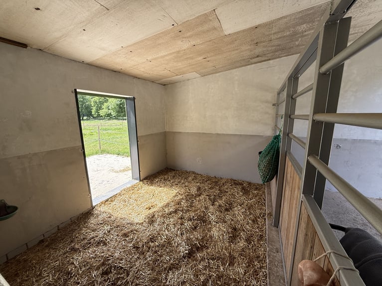 Rentnerplatz, Pony- Pferdebox, Einstellplatz, Stutenstall