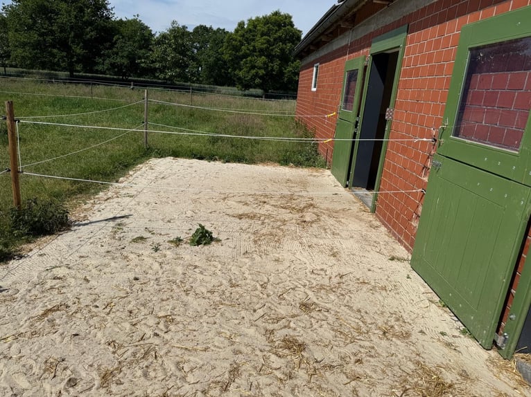 Schöner Platz für Pony in Vollpension frei