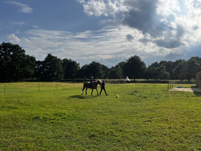 Schöner Platz für Pony in Vollpension frei