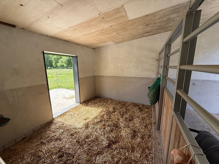 Schöner Platz für Pony in Vollpension frei