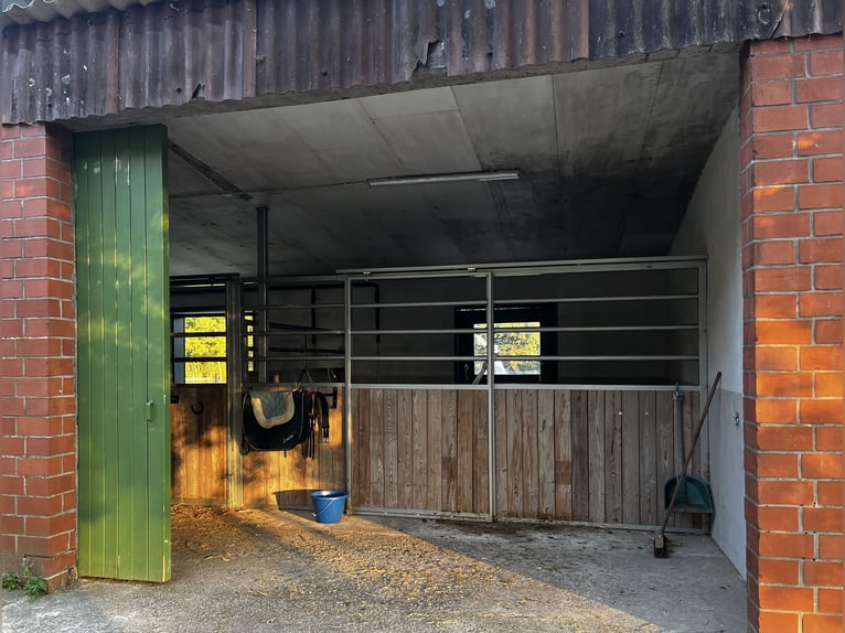 Schöner Platz für Pony in Vollpension frei