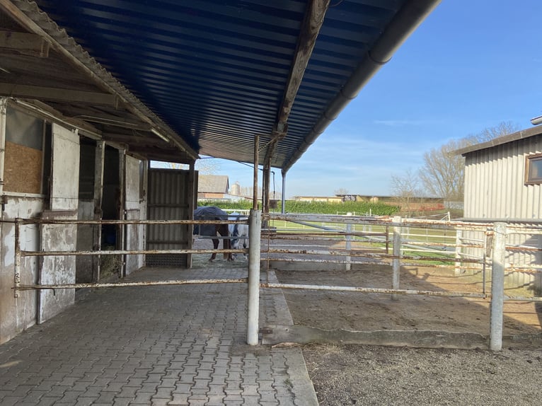 Stall frei, Paddock- Box frei auf familiären Hof, Vollpension