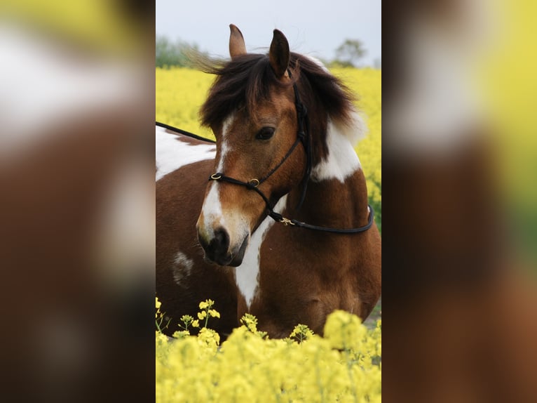 🐴Stallplatz im Raum Eckernförde 24340 gesucht!