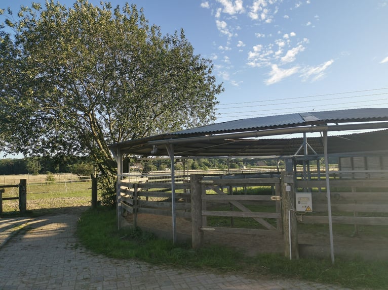 Vergünstigte Außen-/Paddock/Laufstall