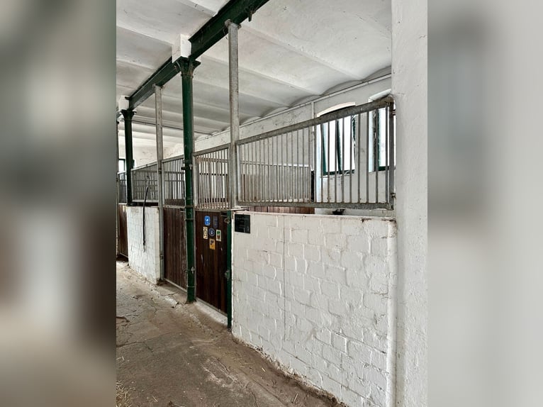Beistellplatz für Rentner/Seniorenpferd: Box und Weide