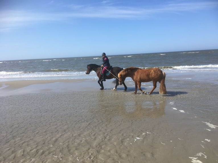 (Kur)Weideplatz auf der Nordseeinsel Langeoog