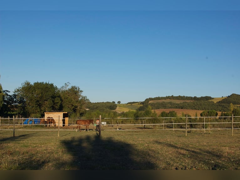 Pension chevaux – Bien-être et nature à la frontière de l’Aude et de l’Ariège   Pension chevaux – Bien-être et nature à la frontière de l’Aude et de l’Ariège