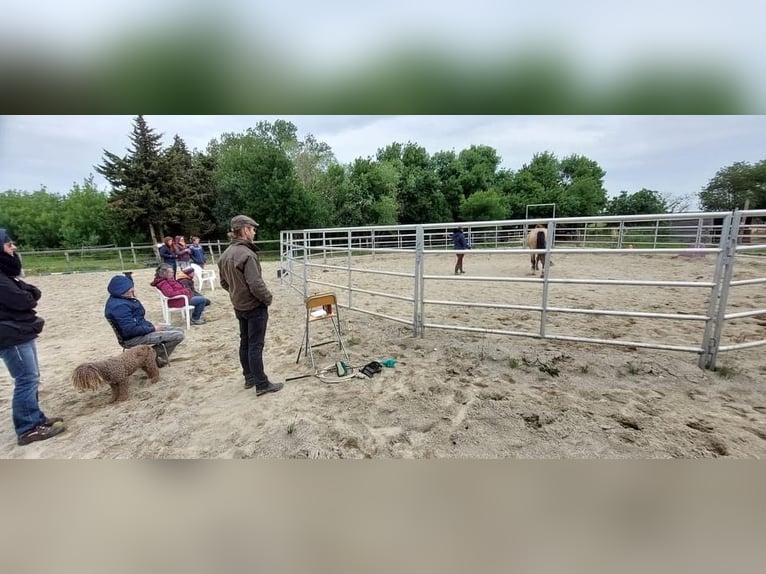 Pension chevaux – Bien-être et nature à la frontière de l’Aude et de l’Ariège   Pension chevaux – Bien-être et nature à la frontière de l’Aude et de l’Ariège