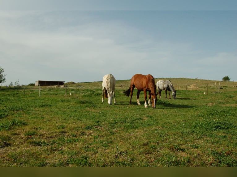 Pension chevaux – Bien-être et nature à la frontière de l’Aude et de l’Ariège   Pension chevaux – Bien-être et nature à la frontière de l’Aude et de l’Ariège