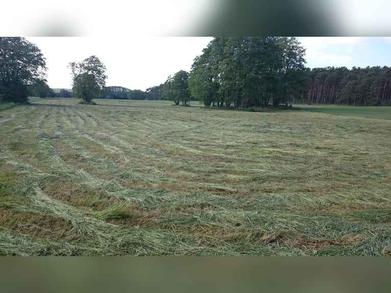 Pferdekoppel ganzjährig nutztbar