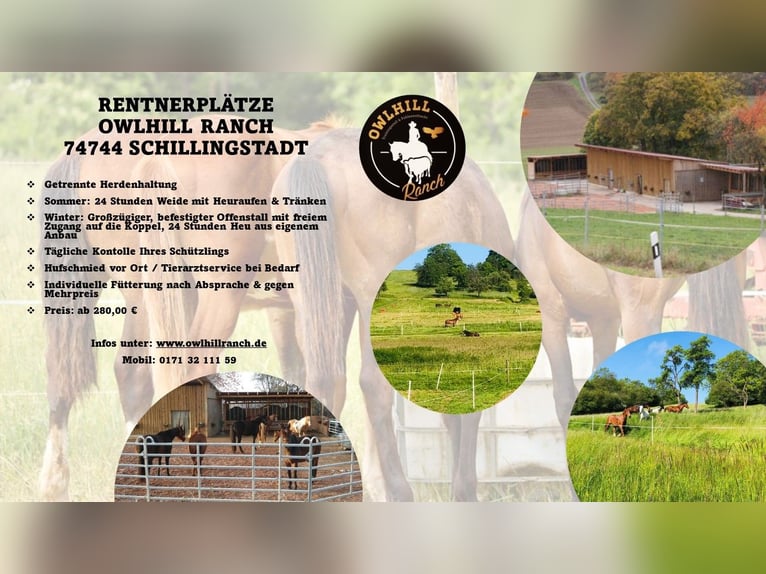 RENTNERPLÄTZE ( Wallachgruppe & Stutengruppe ) RENTNERPLÄTZE ( Wallachgruppe & Stutengruppe )