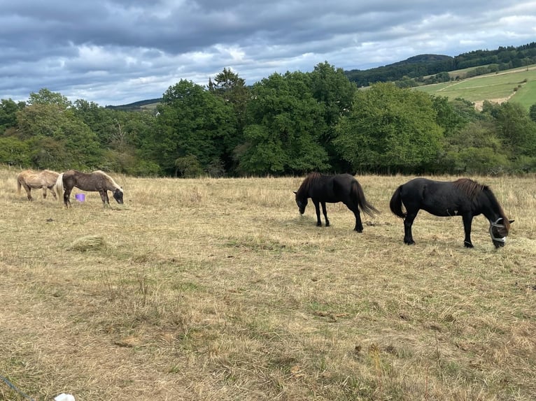 🐴🌿 Ruhestandsplatz für Islandpferd frei 🌿🐴