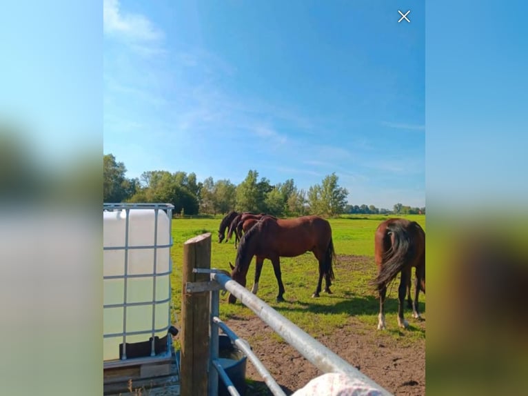 Sommerweide direkt an der Nordsee Kurplatz
