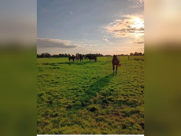 Sommerweide direkt an der Nordsee Kurplatz