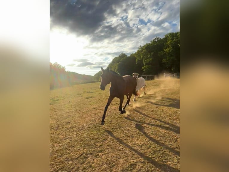 Sommerweide für Leichtfuttriges Pferd