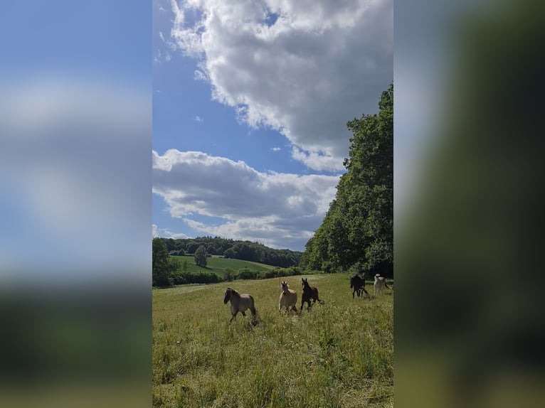 Sommerweide für Leichtfuttriges Pferd