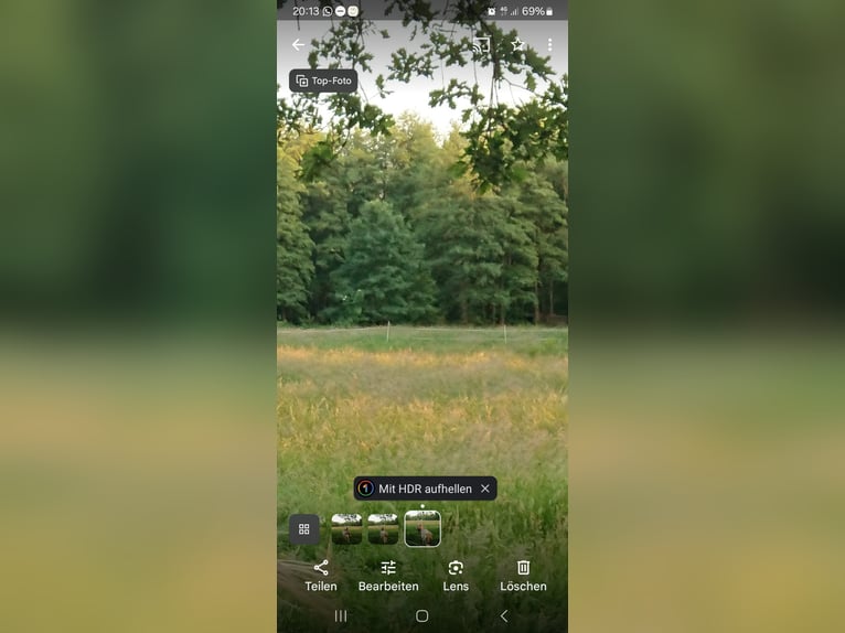 Sommerweideplatz für Stute bis Stckm. 150 cm