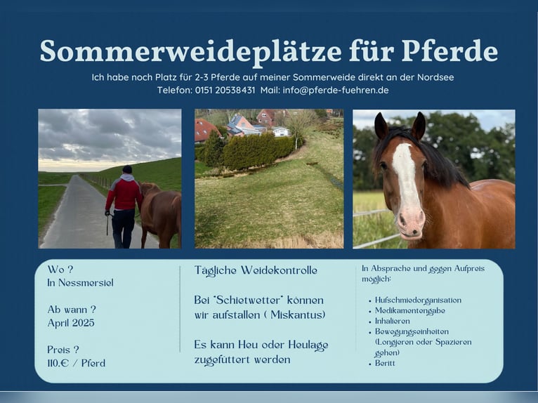 Weideplatz für 2-3 Pferde direkt an der Nordsee