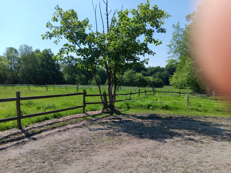 Wir haben zu viel Gras -Sommerweideplätze in Appen-Etz direkt am Klövensteen 