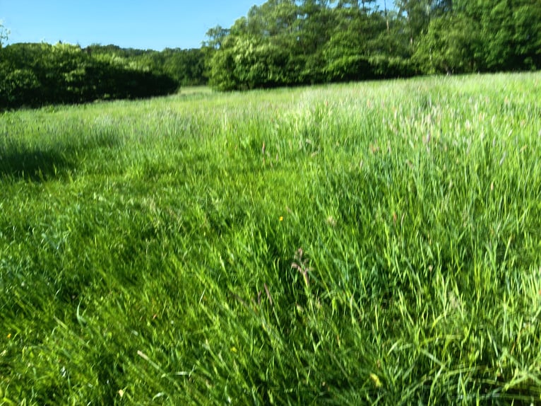 Wir haben zu viel Gras -Sommerweideplätze in Appen-Etz direkt am Klövensteen 