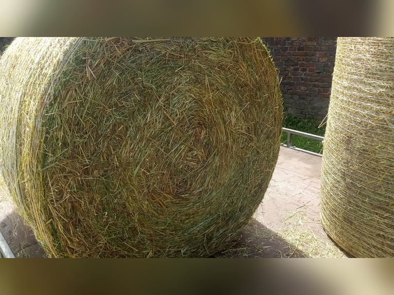 Heu Pferdeheu Heuballen Rundballen aus 2024 Heu Pferdeheu Heuballen Rundballen aus 2024