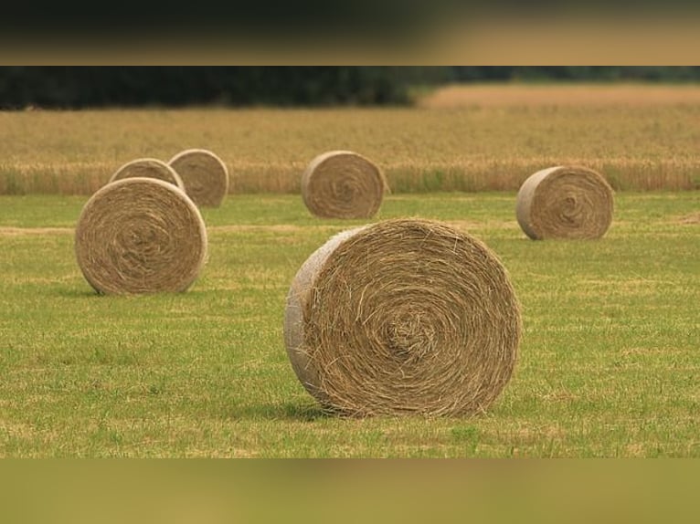 Wiesenheu