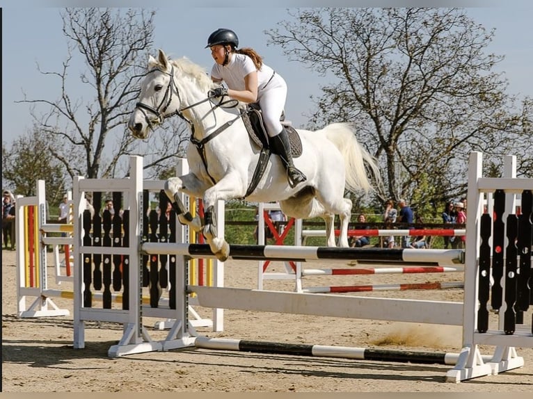 Springparcours