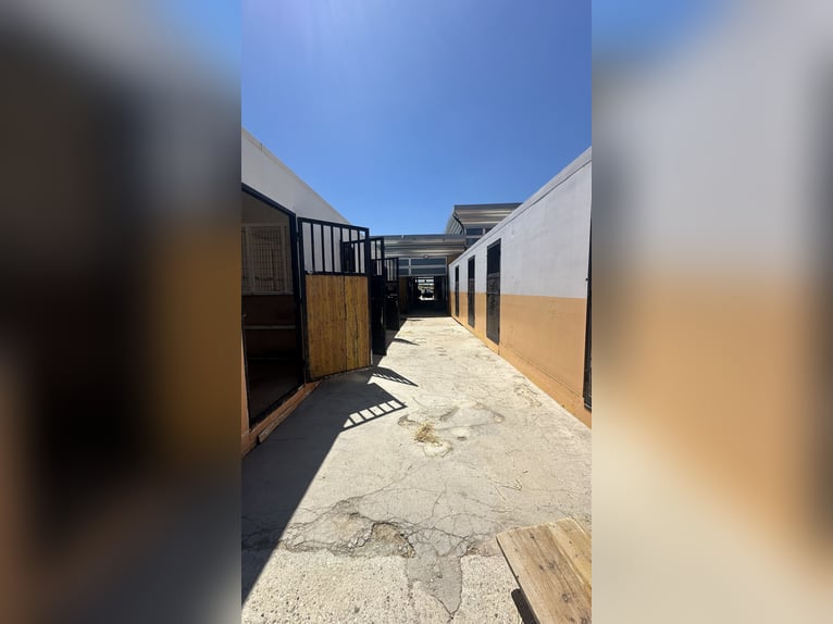 Cuadras portátiles con 8 cuadras y guadarnés