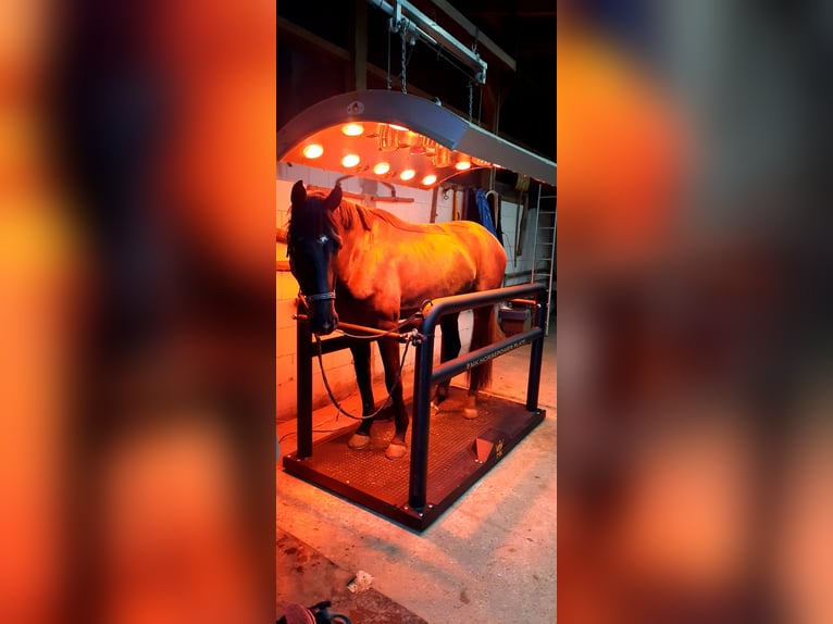 Führmaschiene, Solarium und Vibrationsplatte 
