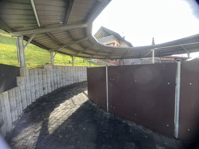 Pferde-Führanlage, für 4 Pferde