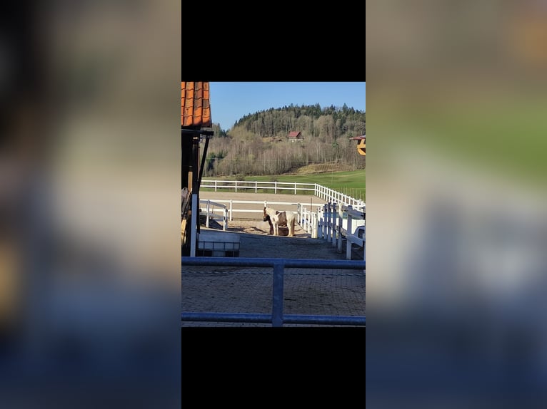 Pferdebox, Stall frei, Offenstall