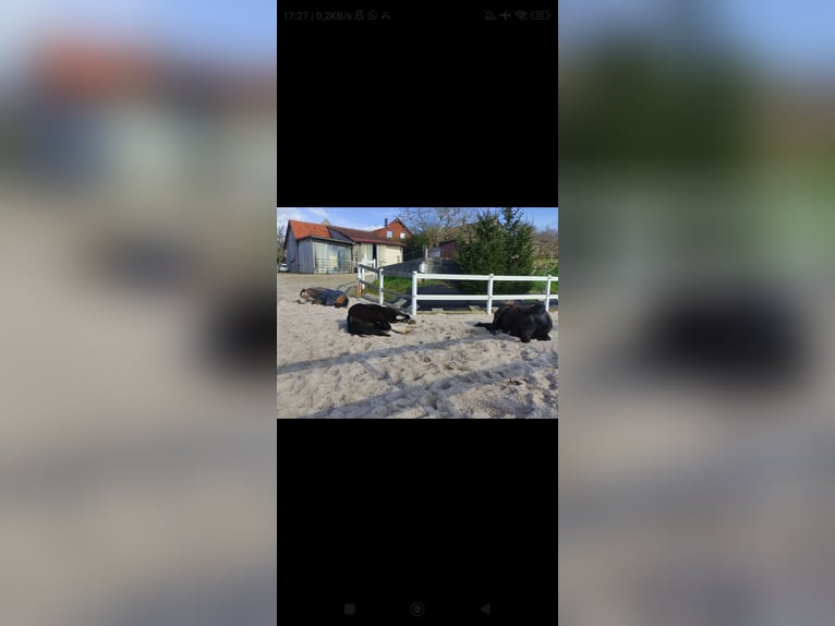 Pferdebox, Stall frei, Offenstall