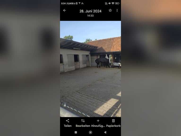 Pferdebox, Stall frei, Offenstall