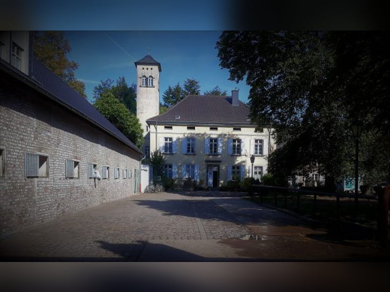 Stallmitarbeiter/in in Vollzeit gesucht!