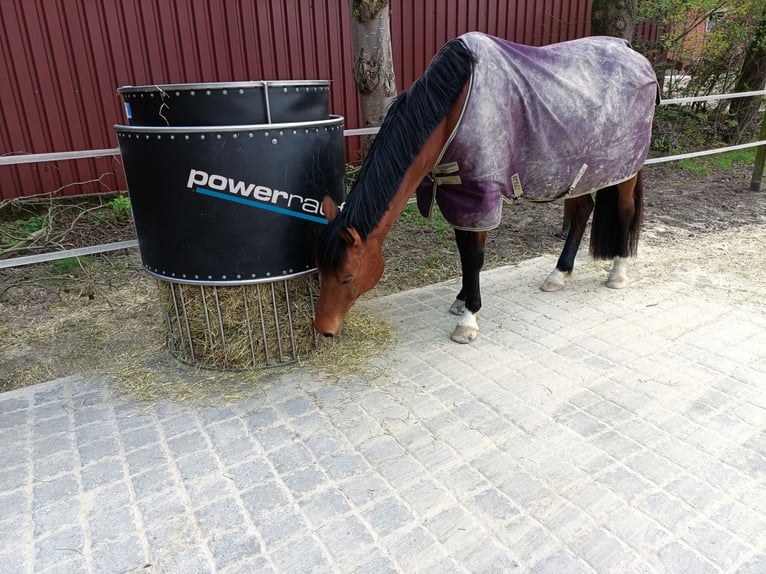 Neu zeitgesteuerte Heuraufe Pferd opt. H²O - powerraufe mit bis zu 30kg Heu