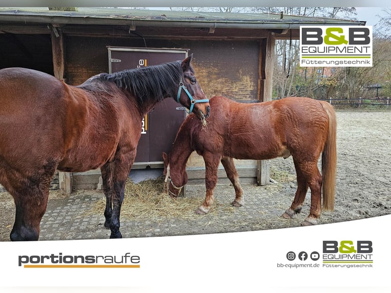 Neuer zeitgesteuerter Heuschrank mit 4 Portionen Heu- die portionsraufe bis zu 12kg Heu