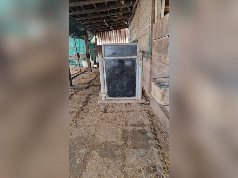 Untersuchungs/Behandlungsständer für Warmblutpferde