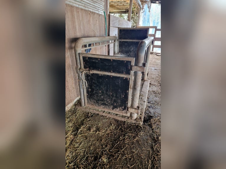 Untersuchungs/Behandlungsständer für Warmblutpferde